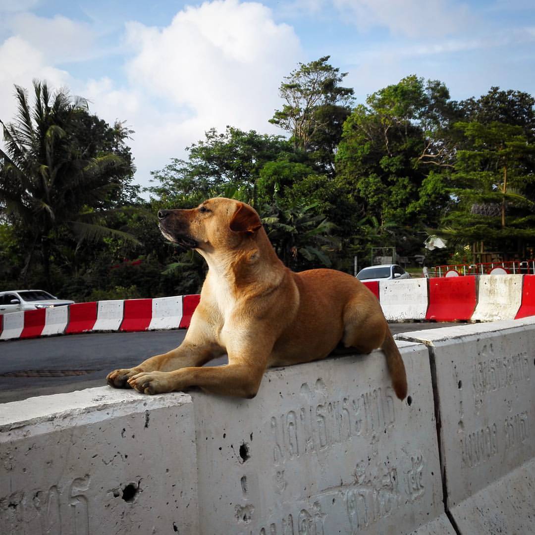 The dog does not understand Russian, but somehow knows how to pose @ Phuket, Thailand - My, Dog, Thailand, Phuket