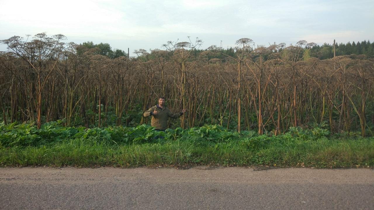 giant hogweed - My, Hogweed, Business trip