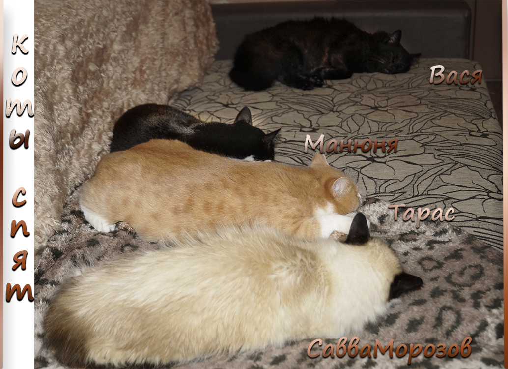 CATS SLEEP - My, cat, Catomafia, Minsk, Longpost