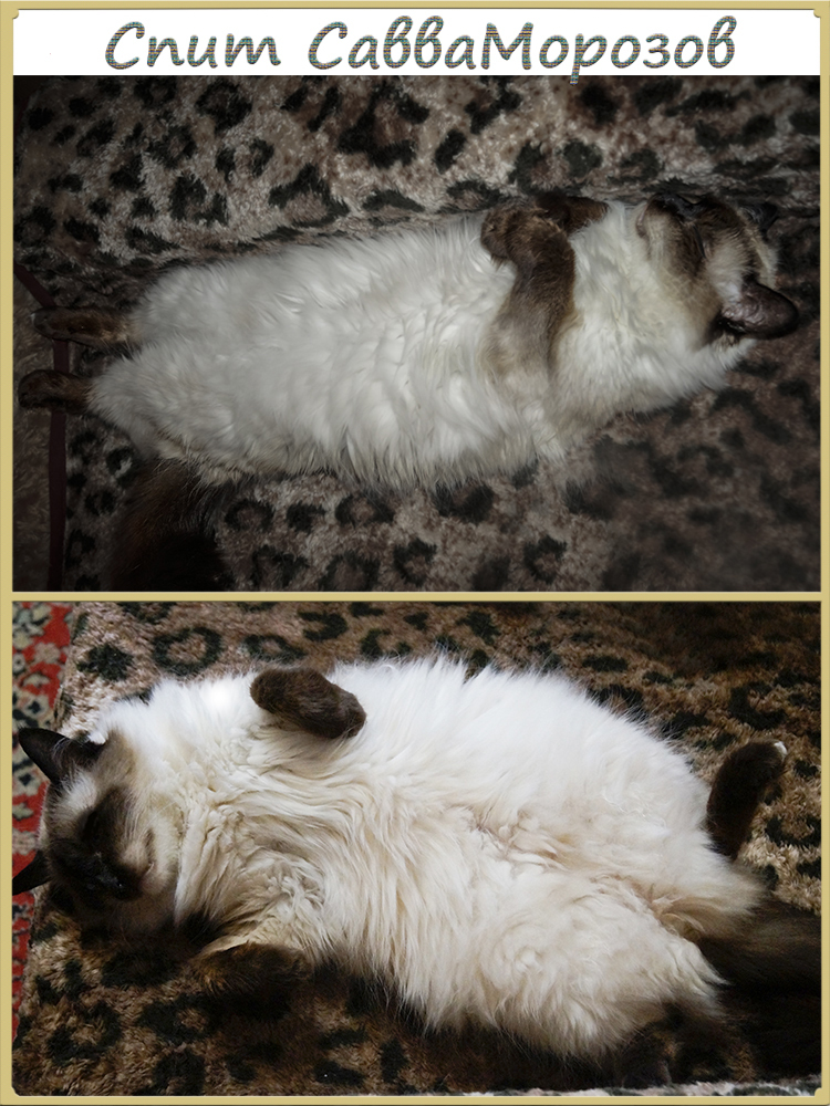 CATS SLEEP - My, cat, Catomafia, Minsk, Longpost