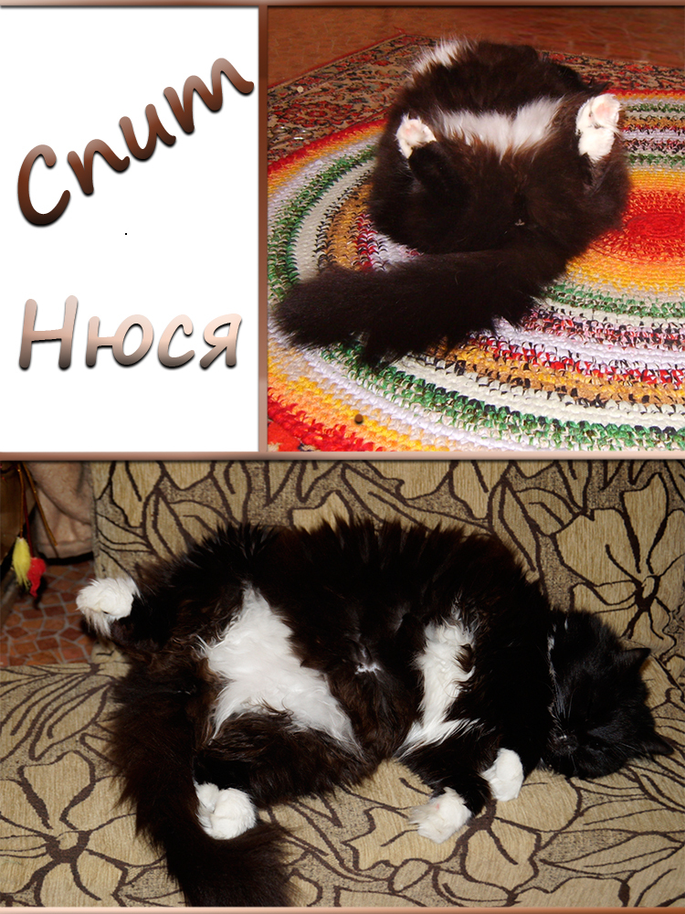 CATS SLEEP - My, cat, Catomafia, Minsk, Longpost