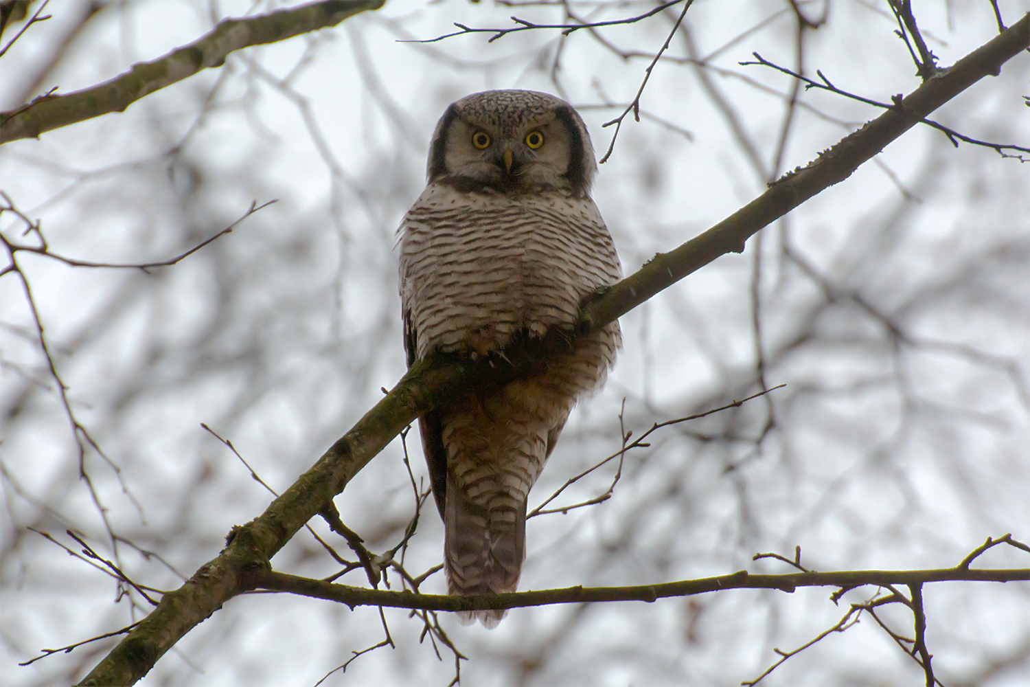 Hawk owl - My, Birds, Leningrad region, The photo, Owl, Longpost