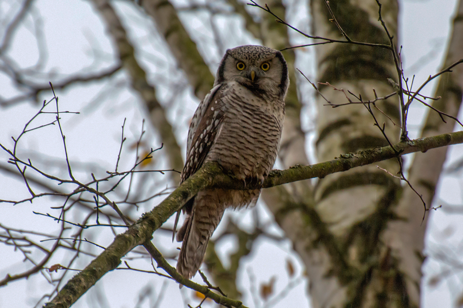 Hawk owl - My, Birds, Leningrad region, The photo, Owl, Longpost