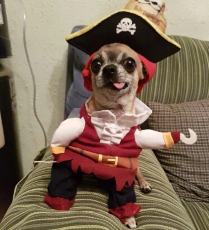 Yo-ho-ho and a bowl of meat. - Dog, Pirates, Costume, Reviews on Aliexpress, The photo