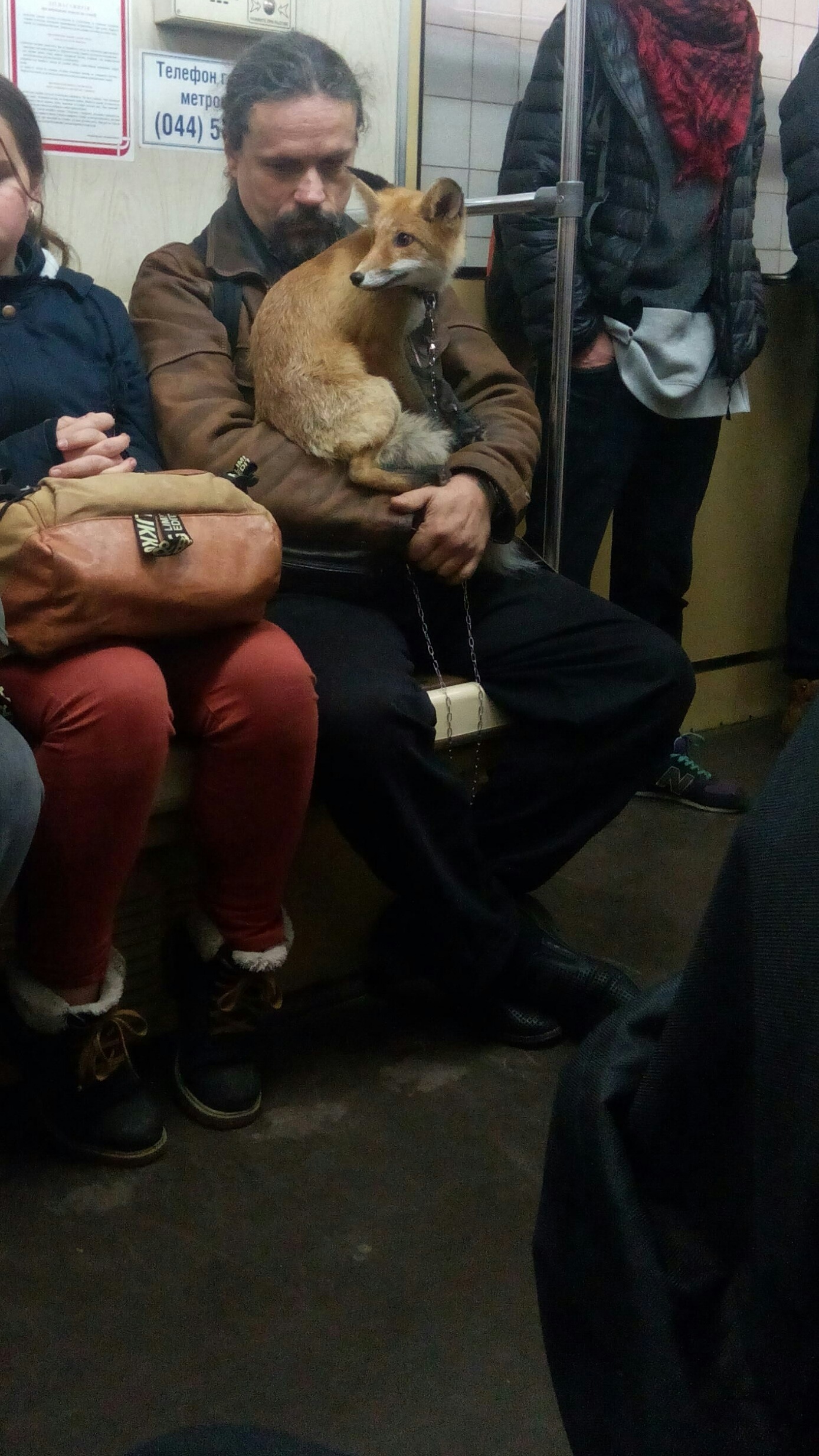 Fox in the Kiev metro - My, Metro, Fox