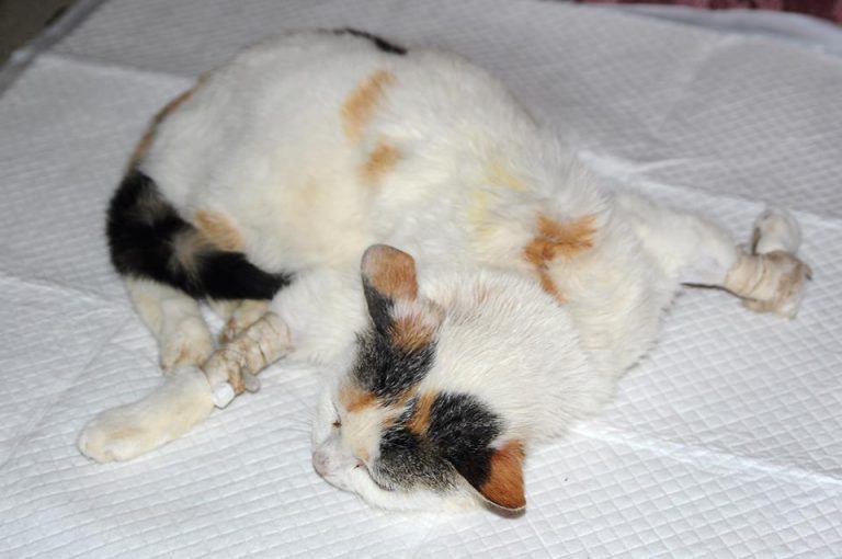 They suffered from bipeds... Battered Bean and her friend with a burnt muzzle are now French! - cat, Help, Animal Rescue, Good people, Good deeds, Pets, Longpost, Helping animals