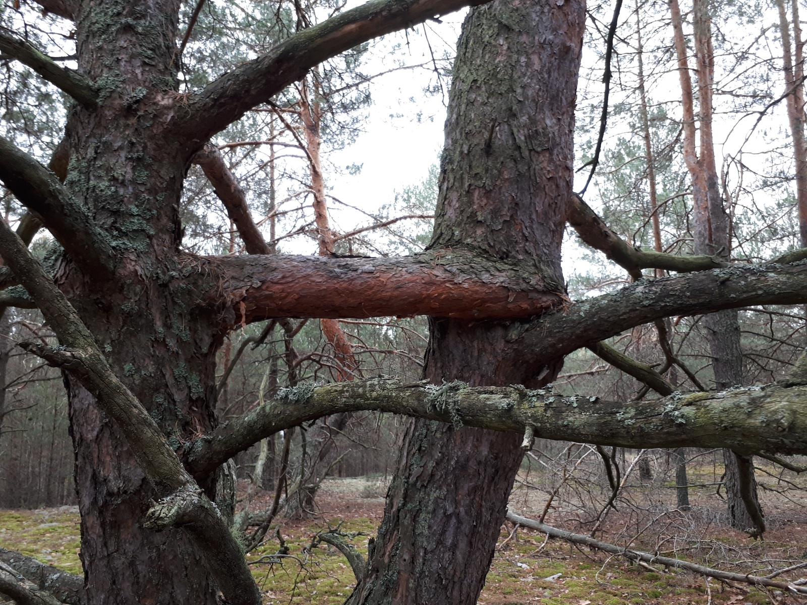 It's just that the trees grew together like this - Tree, Forest, Nature