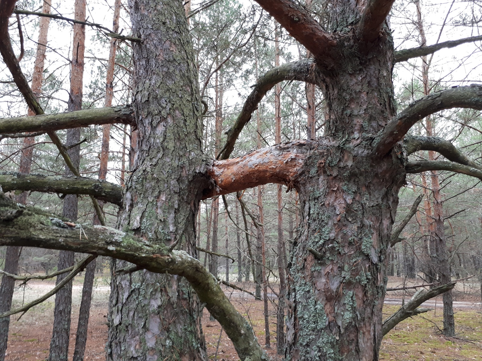 It's just that the trees grew together like this - Tree, Forest, Nature