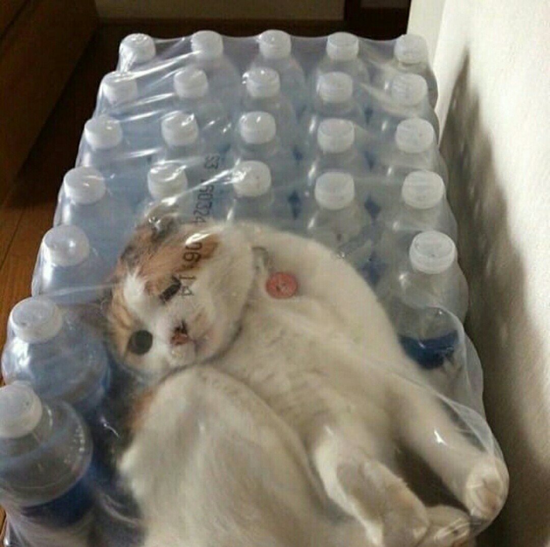 defective lot - Package, cat, Water