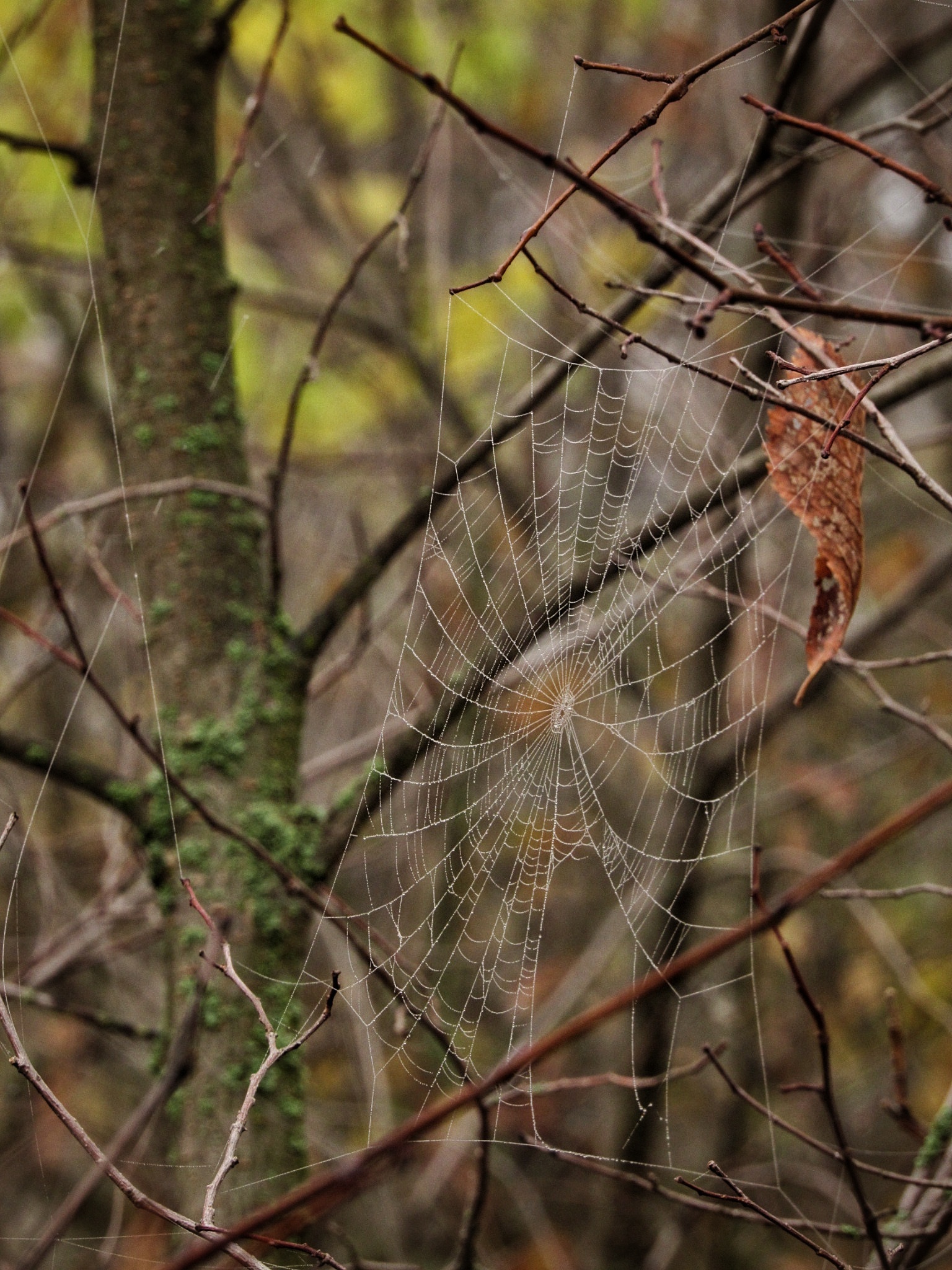 Autumn forest post. - My, Autumn, The photo, Beginning photographer, , Longpost