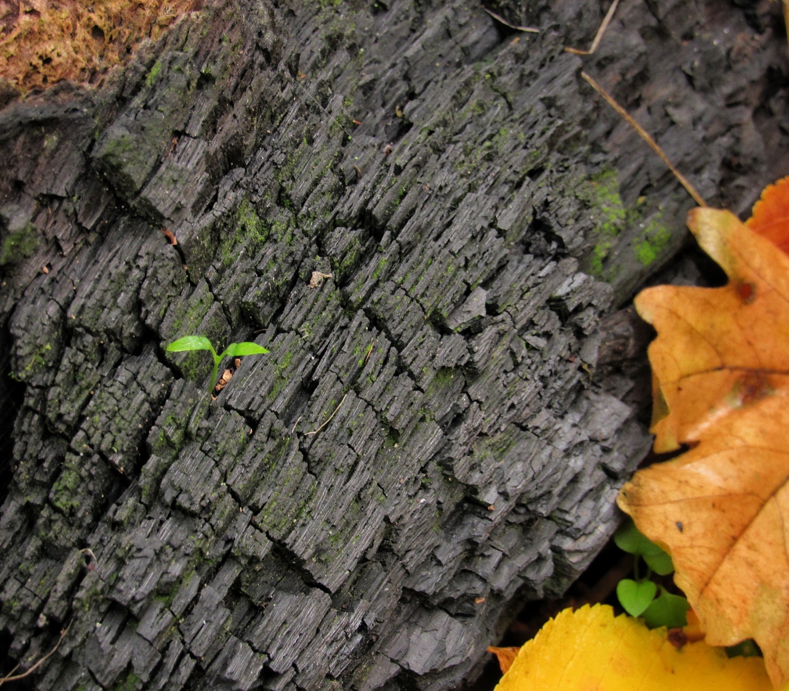 Autumn forest post. - My, Autumn, The photo, Beginning photographer, , Longpost