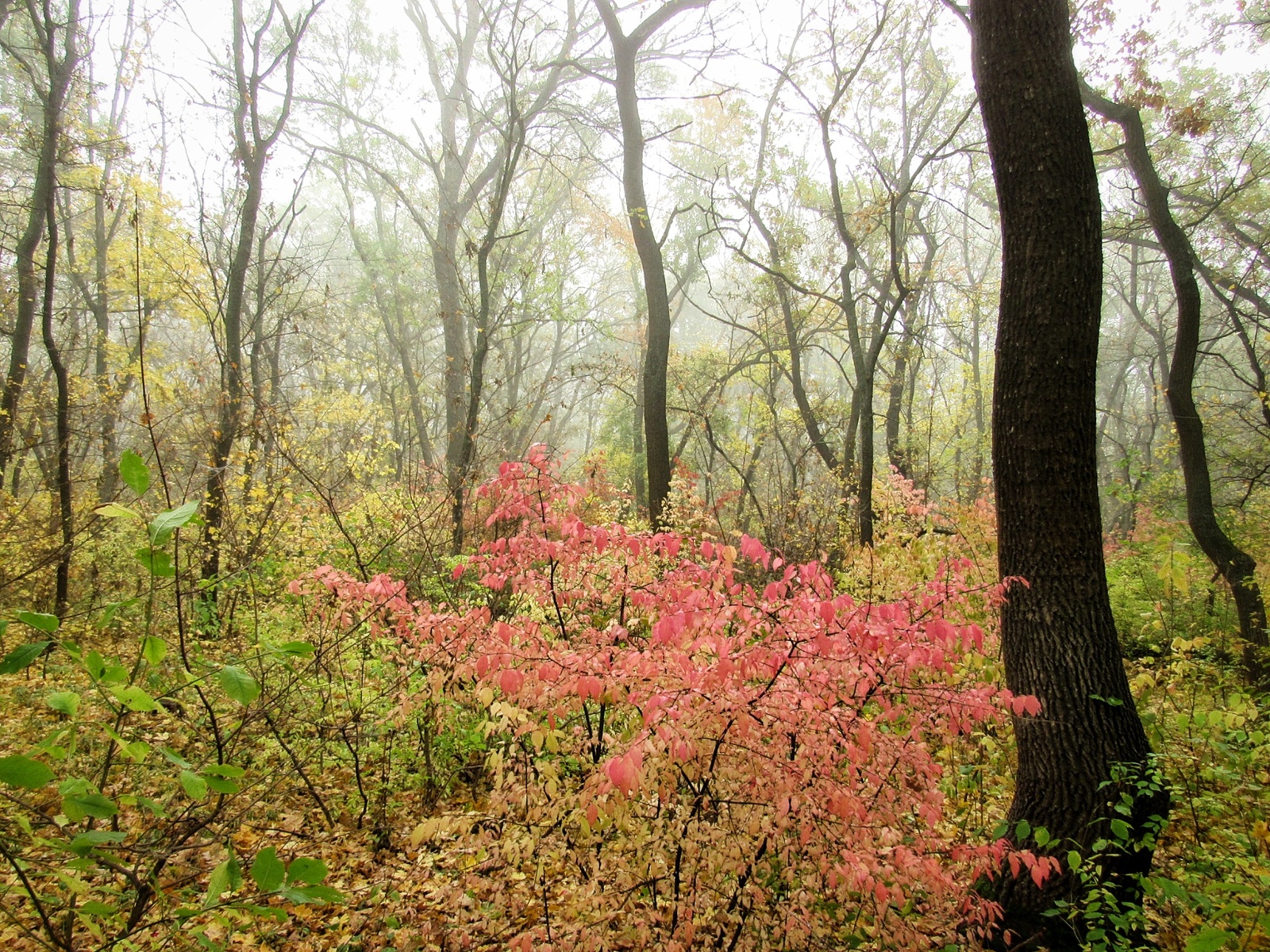 Autumn forest post. - My, Autumn, The photo, Beginning photographer, , Longpost