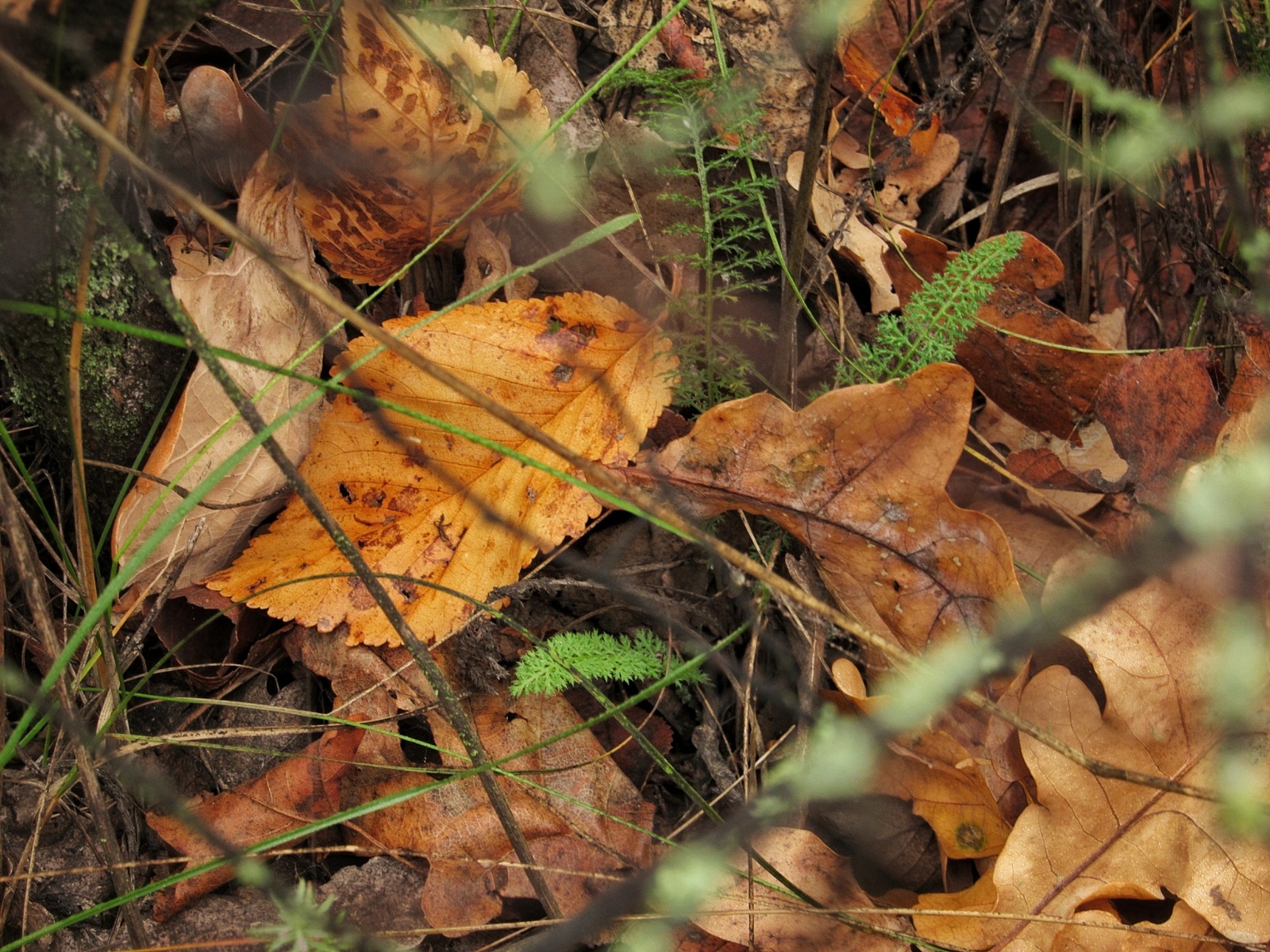 Autumn forest post. - My, Autumn, The photo, Beginning photographer, , Longpost