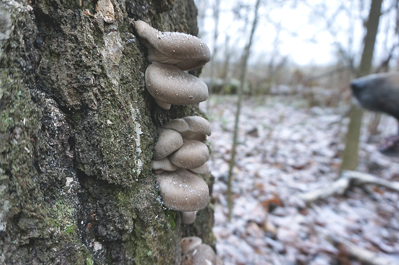 Mushrooms in November - My, Autumn, Forest, Nature, Mushrooms, Mushroom pickers, Oyster mushroom, Chanterelles, Longpost