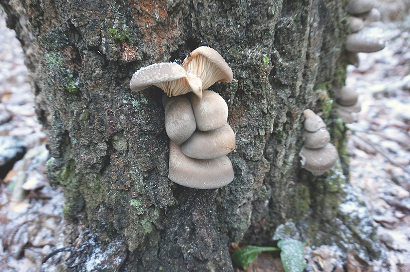 Mushrooms in November - My, Autumn, Forest, Nature, Mushrooms, Mushroom pickers, Oyster mushroom, Chanterelles, Longpost