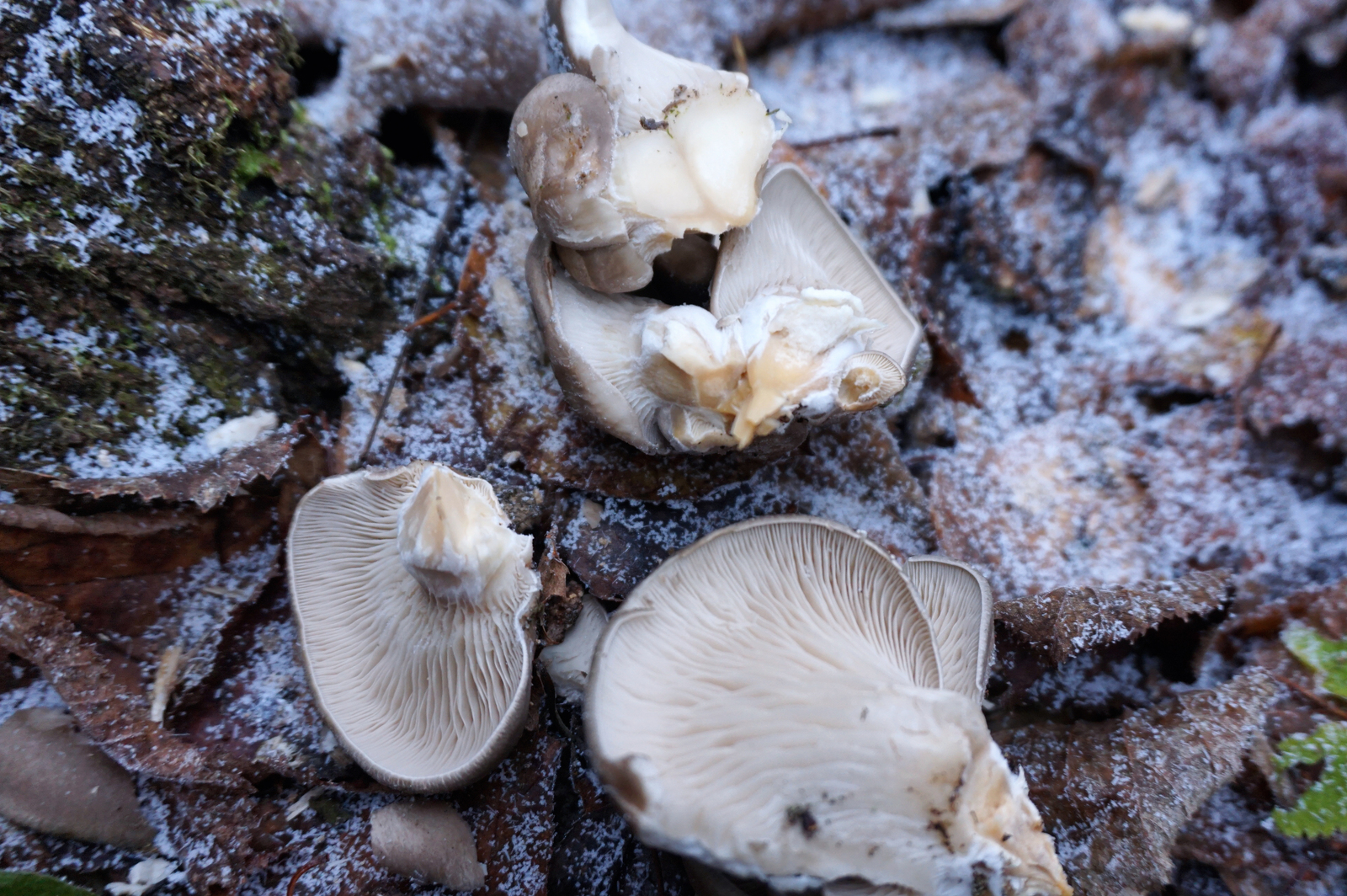 Mushrooms in November - My, Autumn, Forest, Nature, Mushrooms, Mushroom pickers, Oyster mushroom, Chanterelles, Longpost