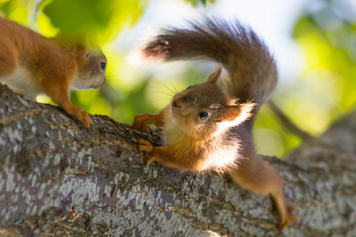 Belcot - My, Squirrel, Photo hunting, Summer, Tree, Milota, Animals, Longpost