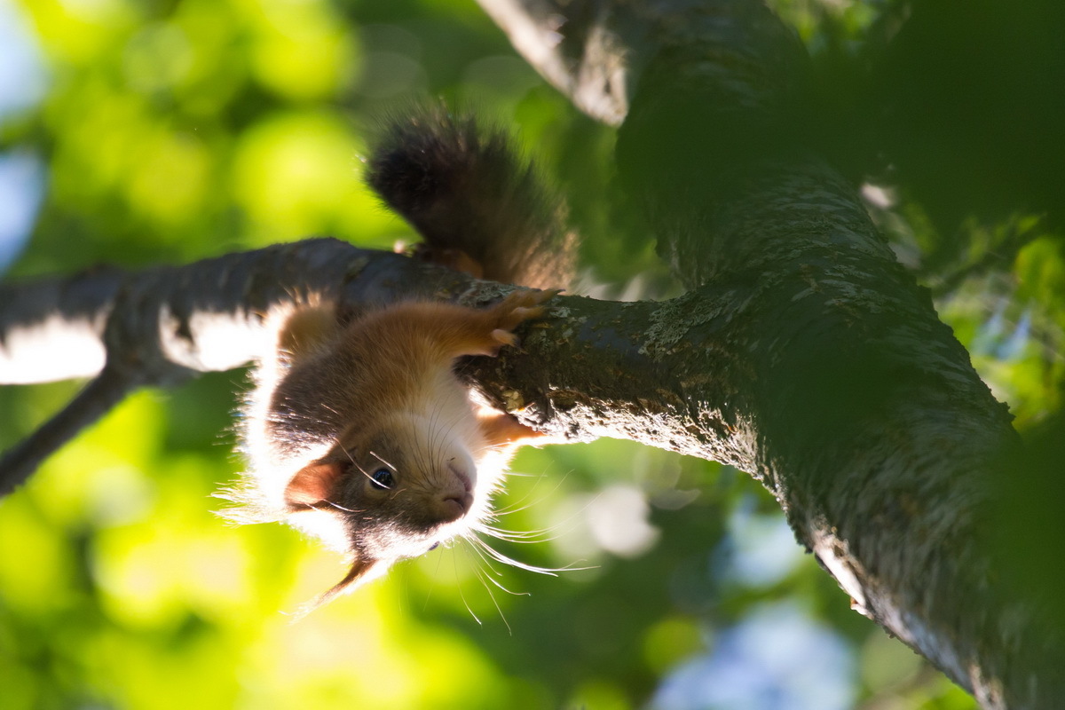 Belcot - My, Squirrel, Photo hunting, Summer, Tree, Milota, Animals, Longpost