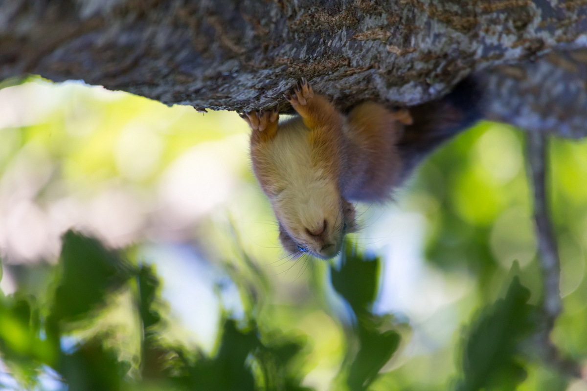 Belcot - My, Squirrel, Photo hunting, Summer, Tree, Milota, Animals, Longpost