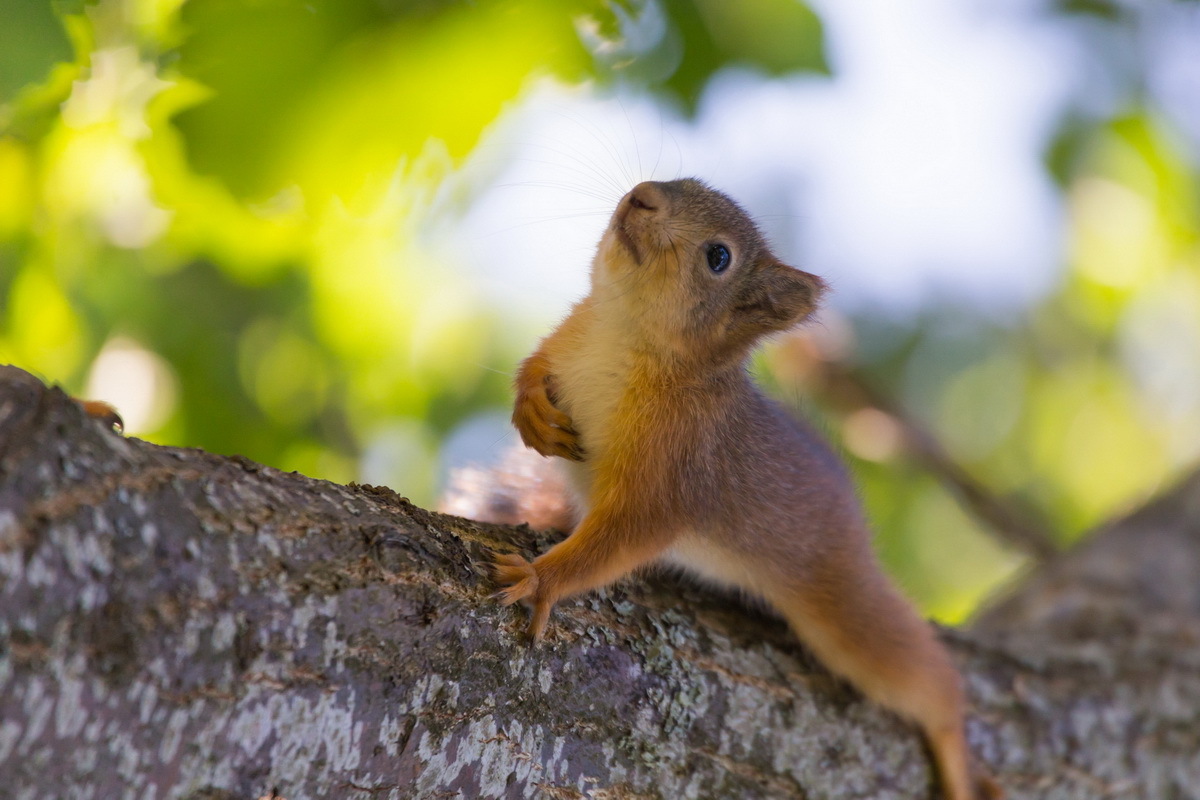 Belcot - My, Squirrel, Photo hunting, Summer, Tree, Milota, Animals, Longpost