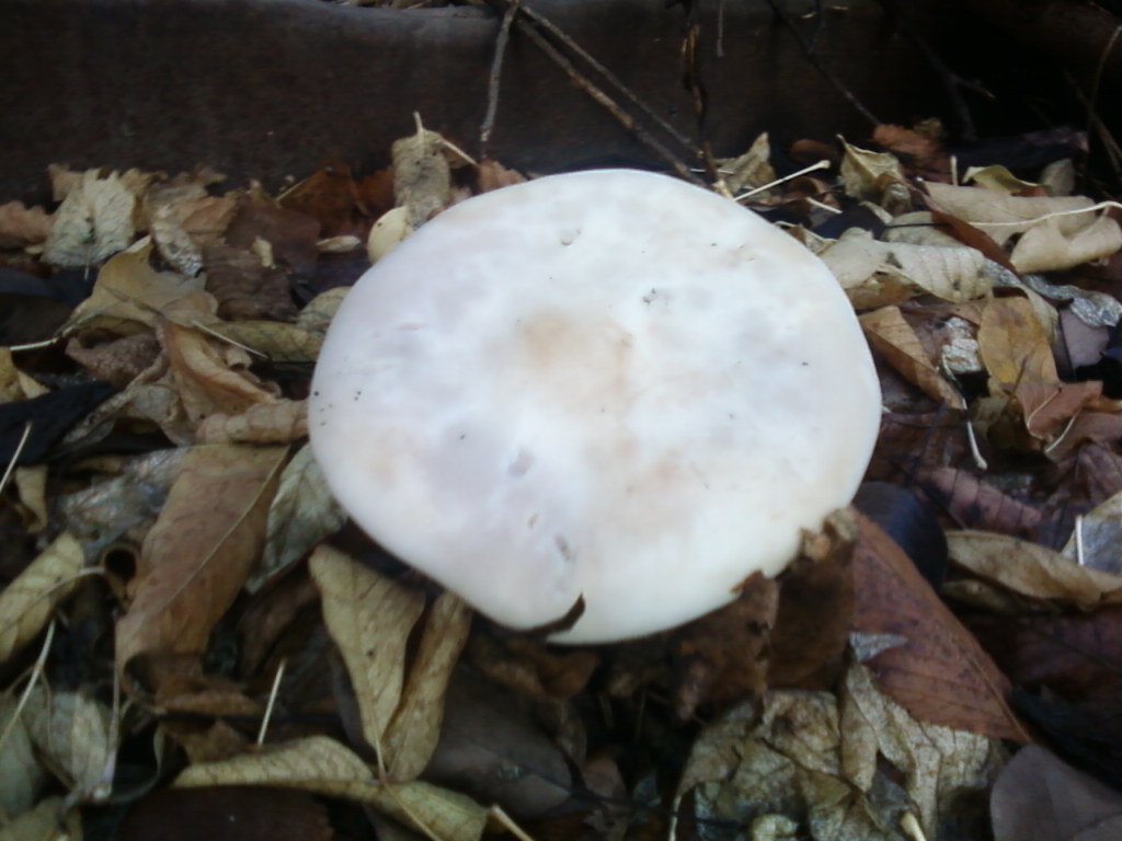 Does anyone know what mushrooms are? - My, Mushrooms, Autumn, Almaty, Longpost