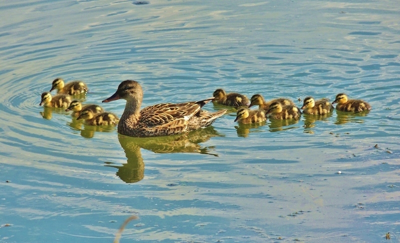 On the dangers of vertical bank protection - Animal protection, Ecology, Birds, Animals, Reserve, Pond, Forest Park, Longpost, Reserves and sanctuaries