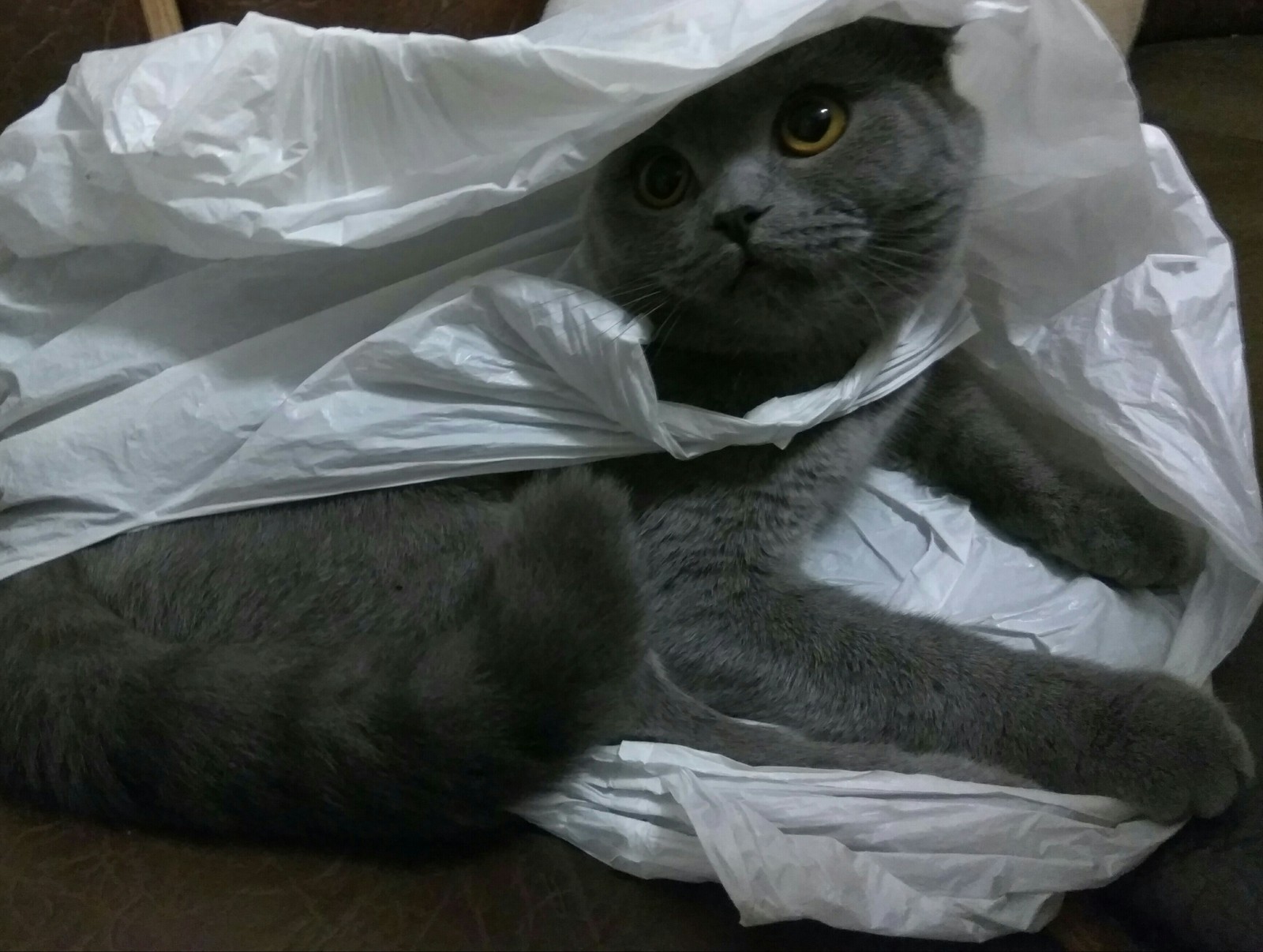 Пакет серые коты