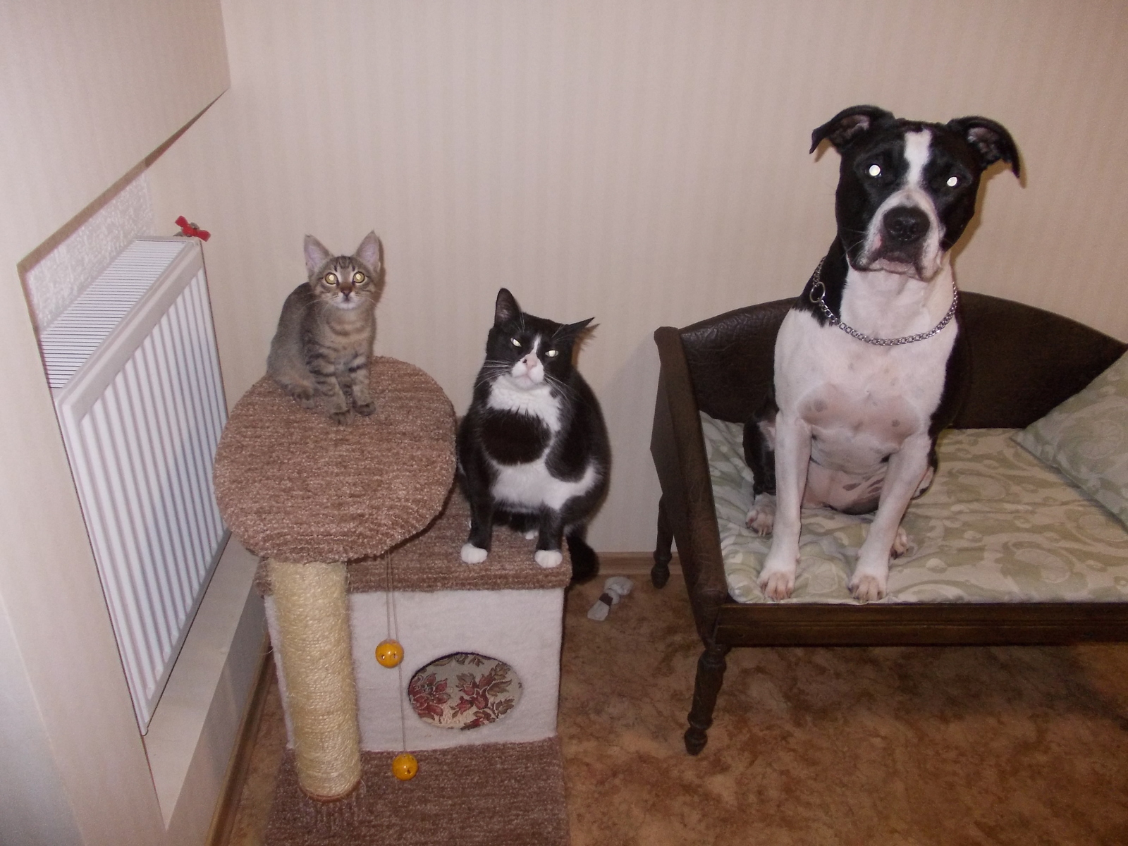 Photogenic Matisse, Maurice and Soffita! :))) - My, cat, Dog, Foundling, Longpost