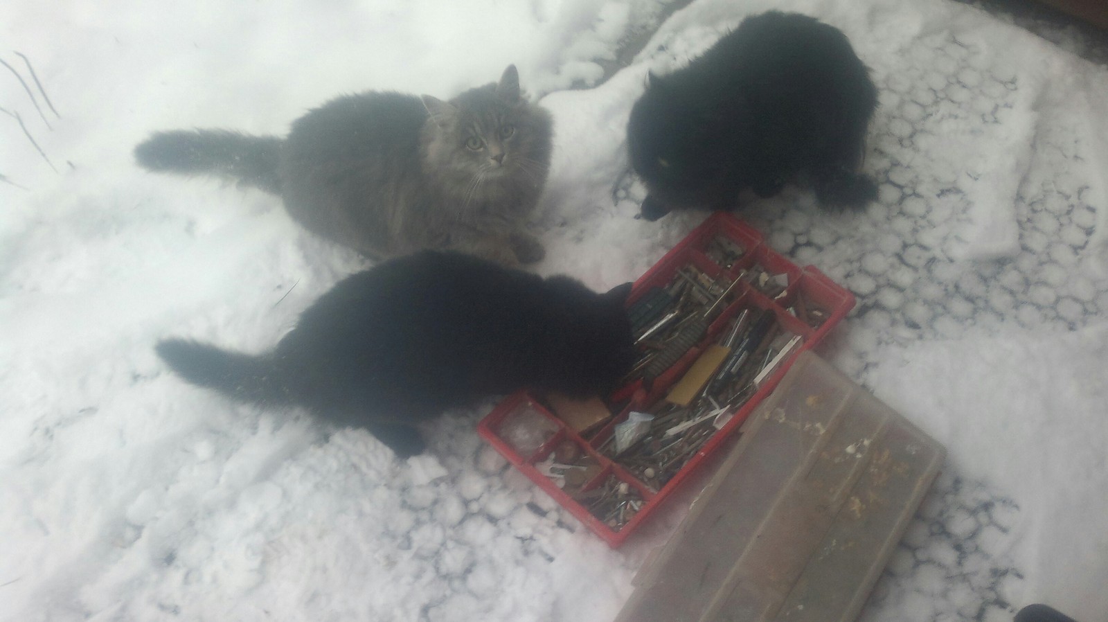 Abandoned cats. - My, cat, Winter, Kindness, Work, PVC windows, Longpost, Help, Helping animals