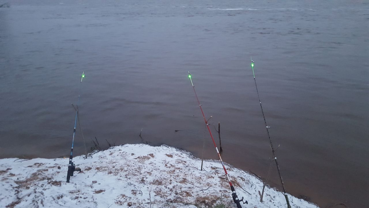 Burbot in autumn - My, , Fishing, Burbot, , Longpost