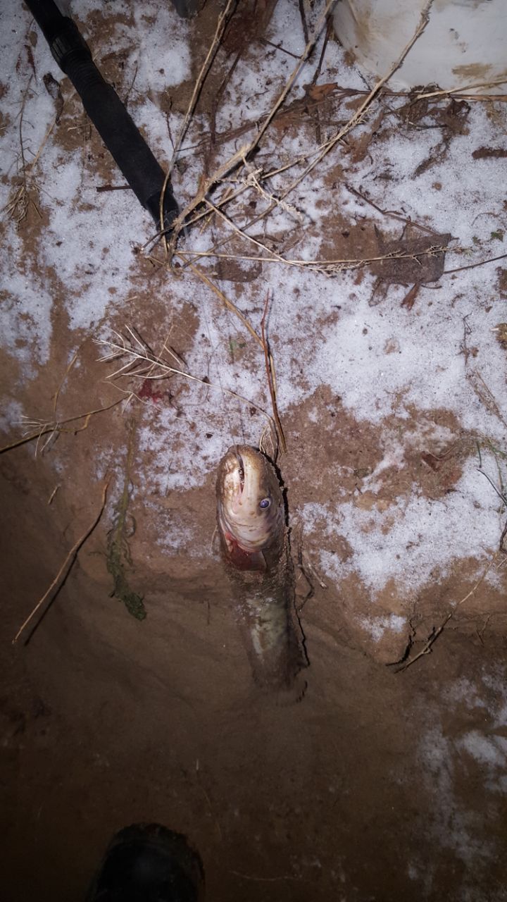 Burbot in autumn - My, , Fishing, Burbot, , Longpost