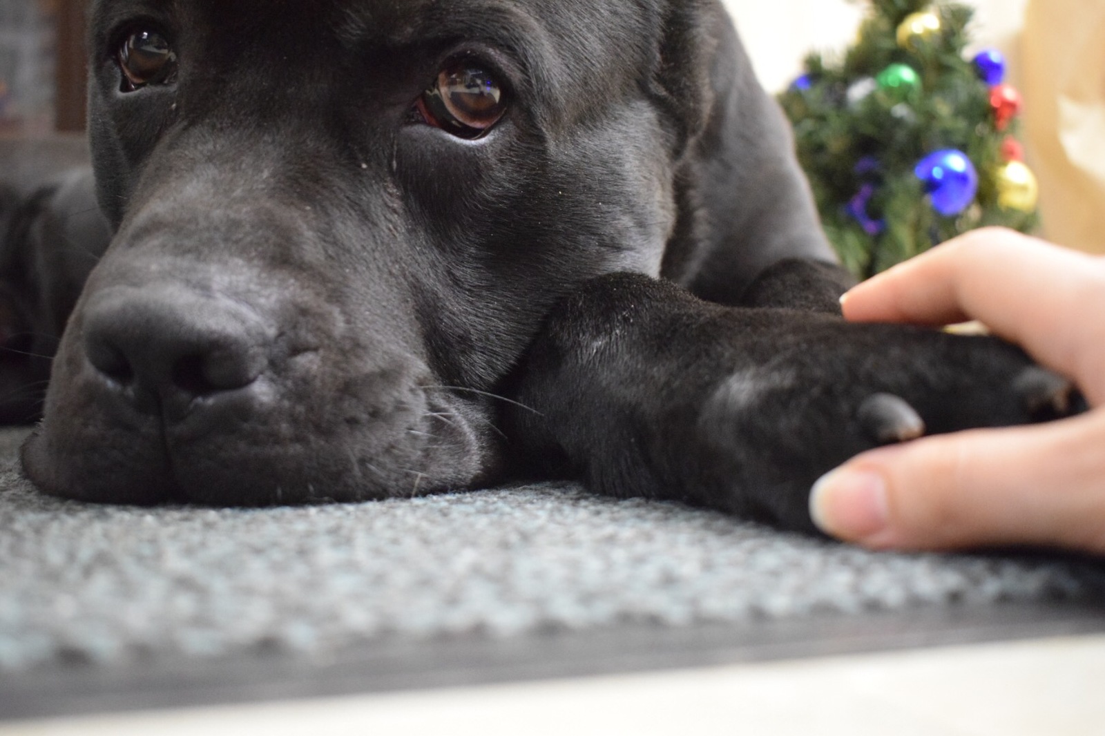 Give the dog a paw for happiness - My, Year of the dog, New Year, Dog