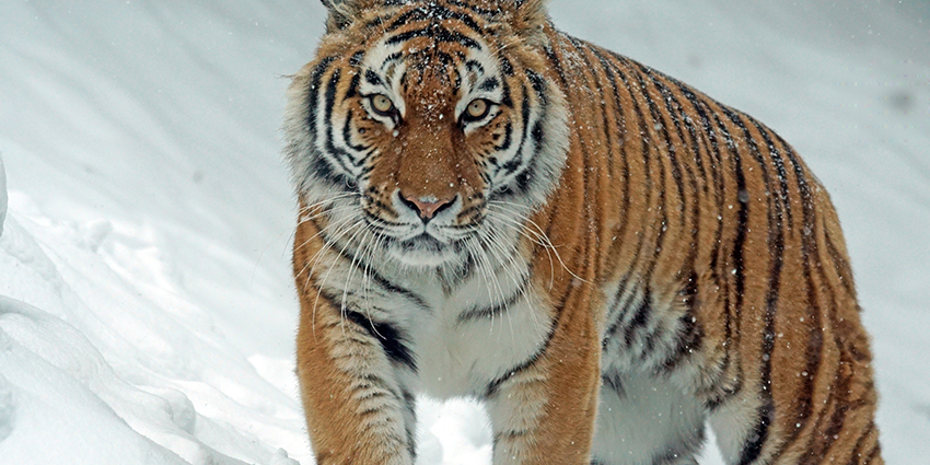 Величественный сибирский тигр | Пикабу