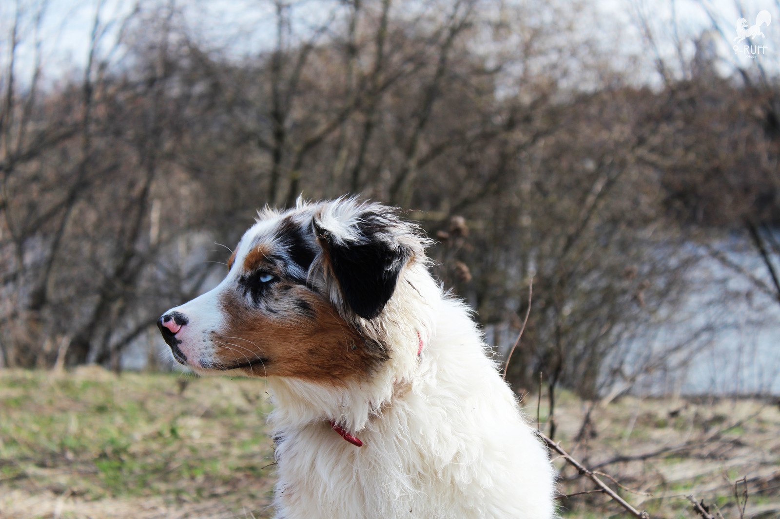 I drew Flex - Aussi, Australian shepherd, Dog