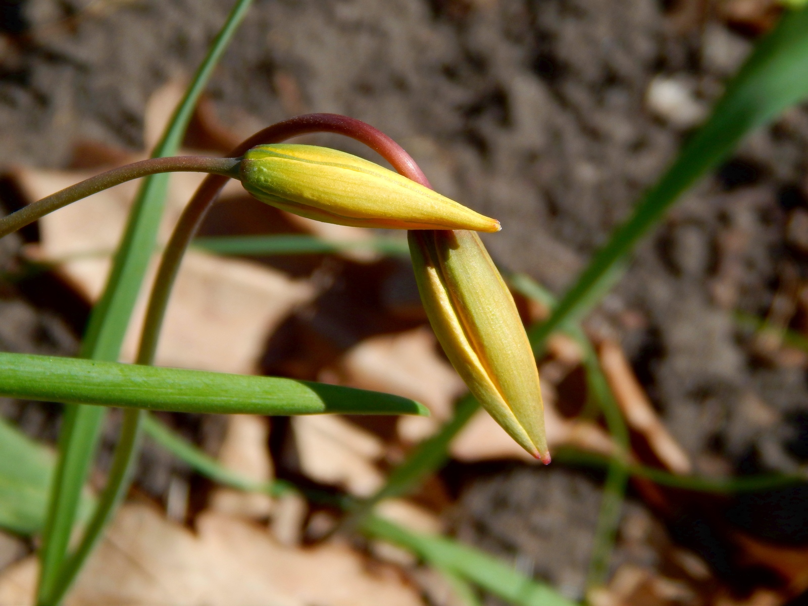 Pair - My, Tulips, Spring, Yellow, Flowers