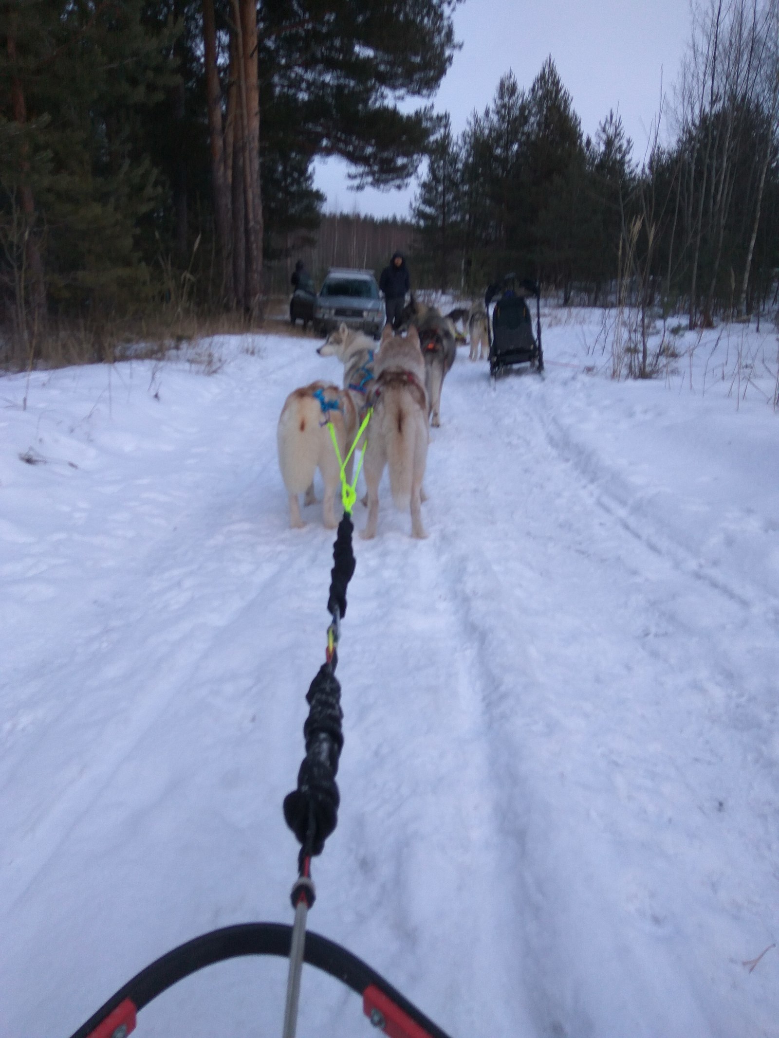 First practice this year - My, Husky, Dog, Riding sports, Leisure, Longpost