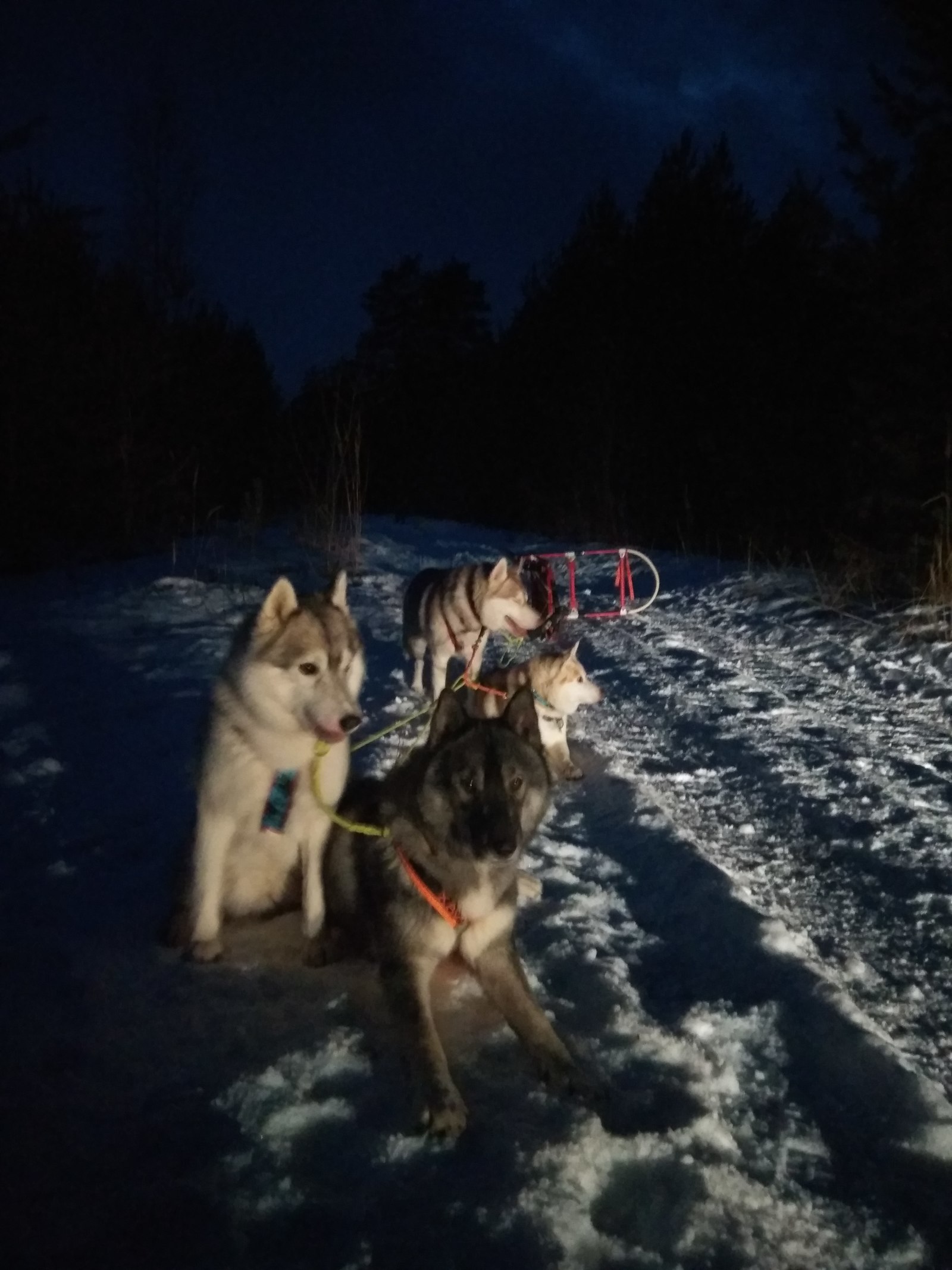 First practice this year - My, Husky, Dog, Riding sports, Leisure, Longpost