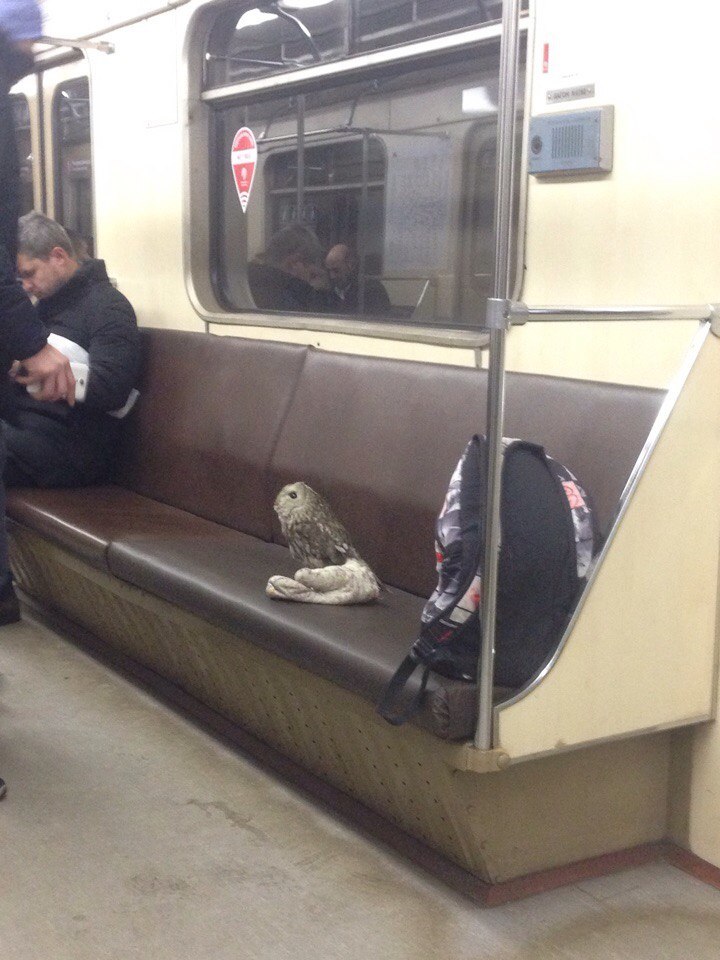 Passenger on the subway - My, Owl, Metro, Owl, Пассажиры