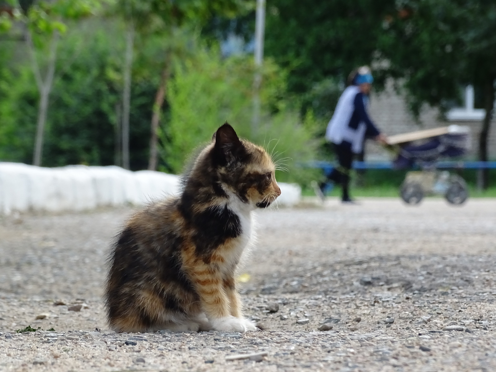 Одиночество! - Моё, Кот, Котята, Бомж, Одиночество