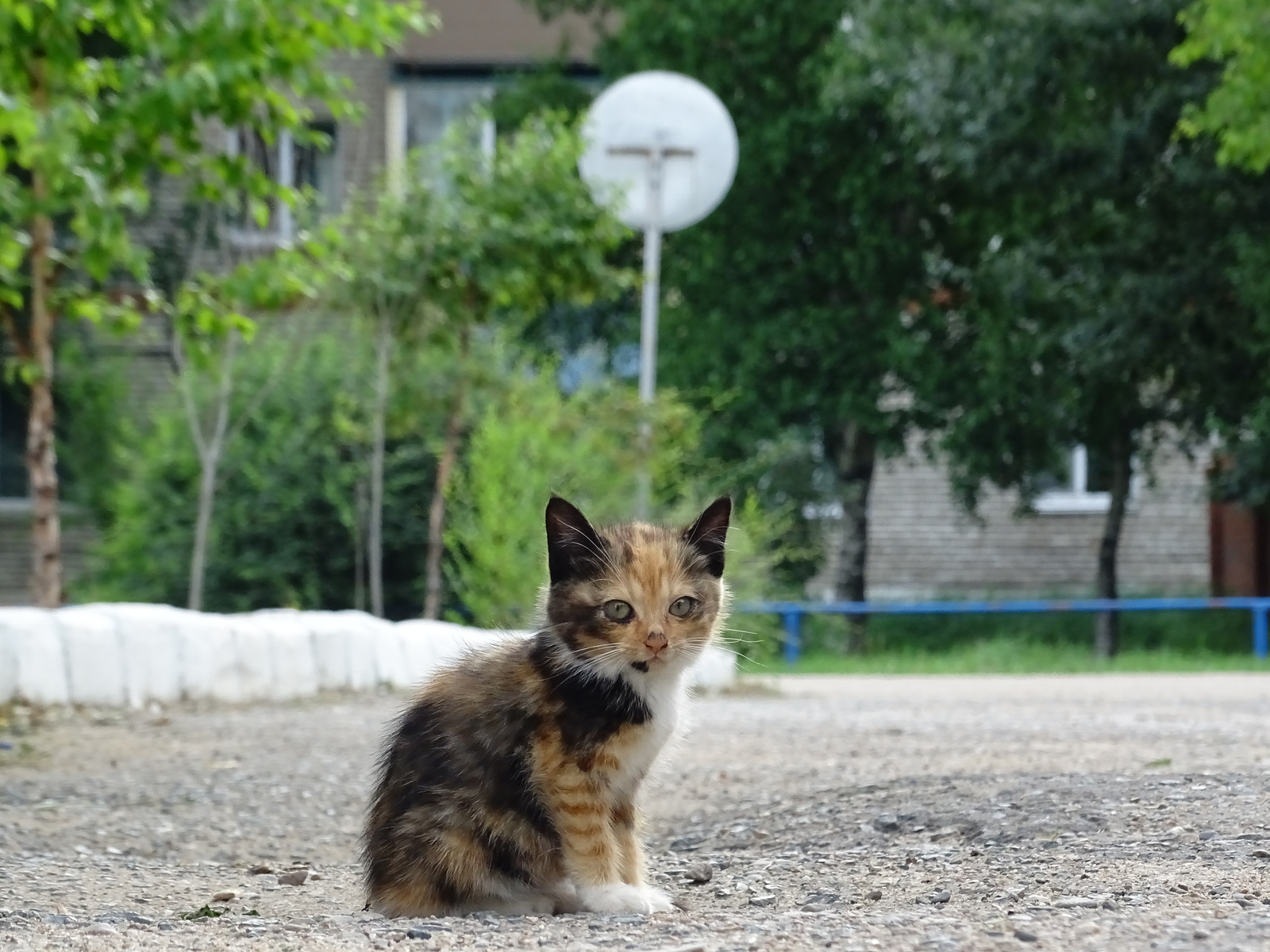 Одиночество! - Моё, Кот, Котята, Бомж, Одиночество