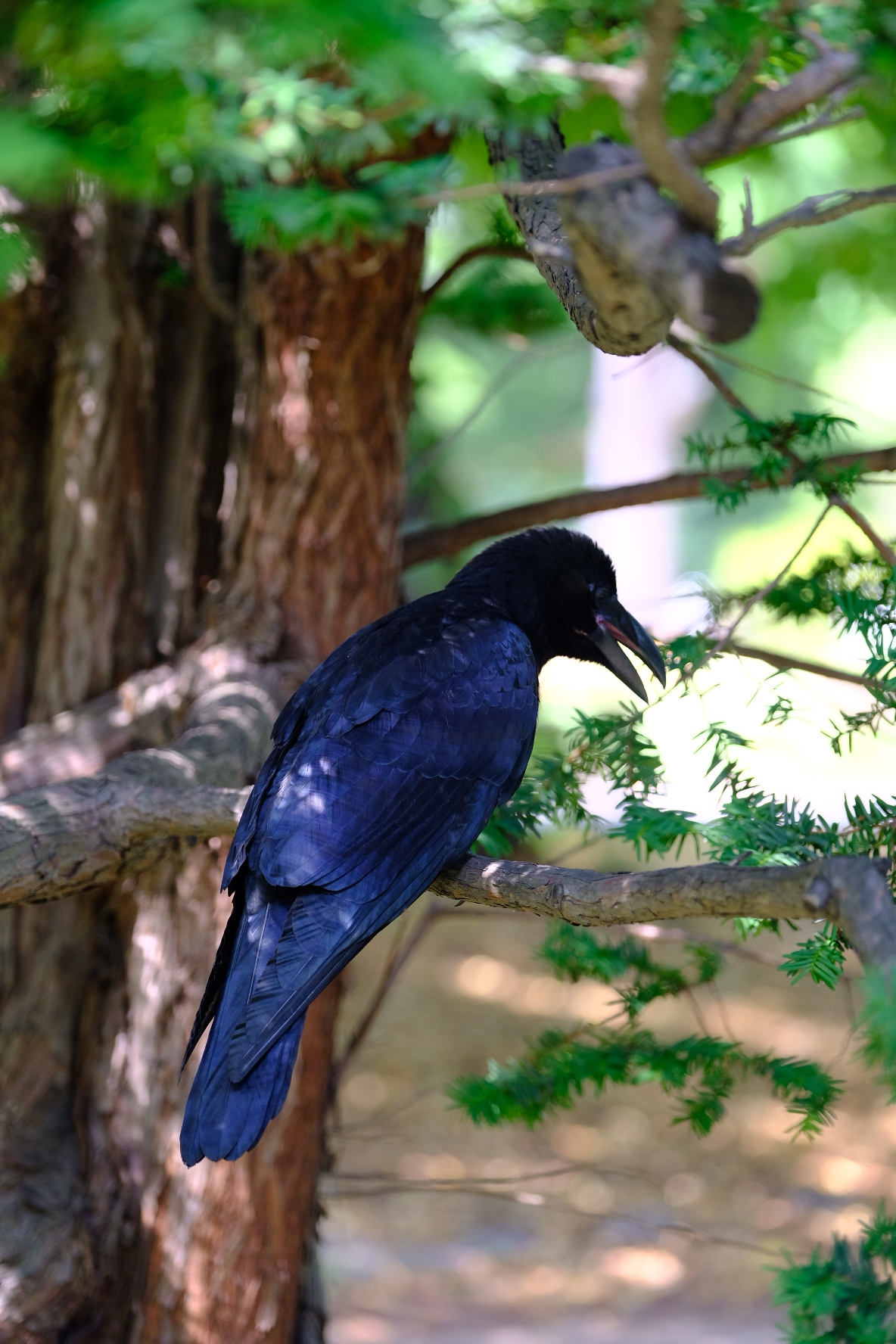 A little botanical garden - My, The photo, Japan, Longpost