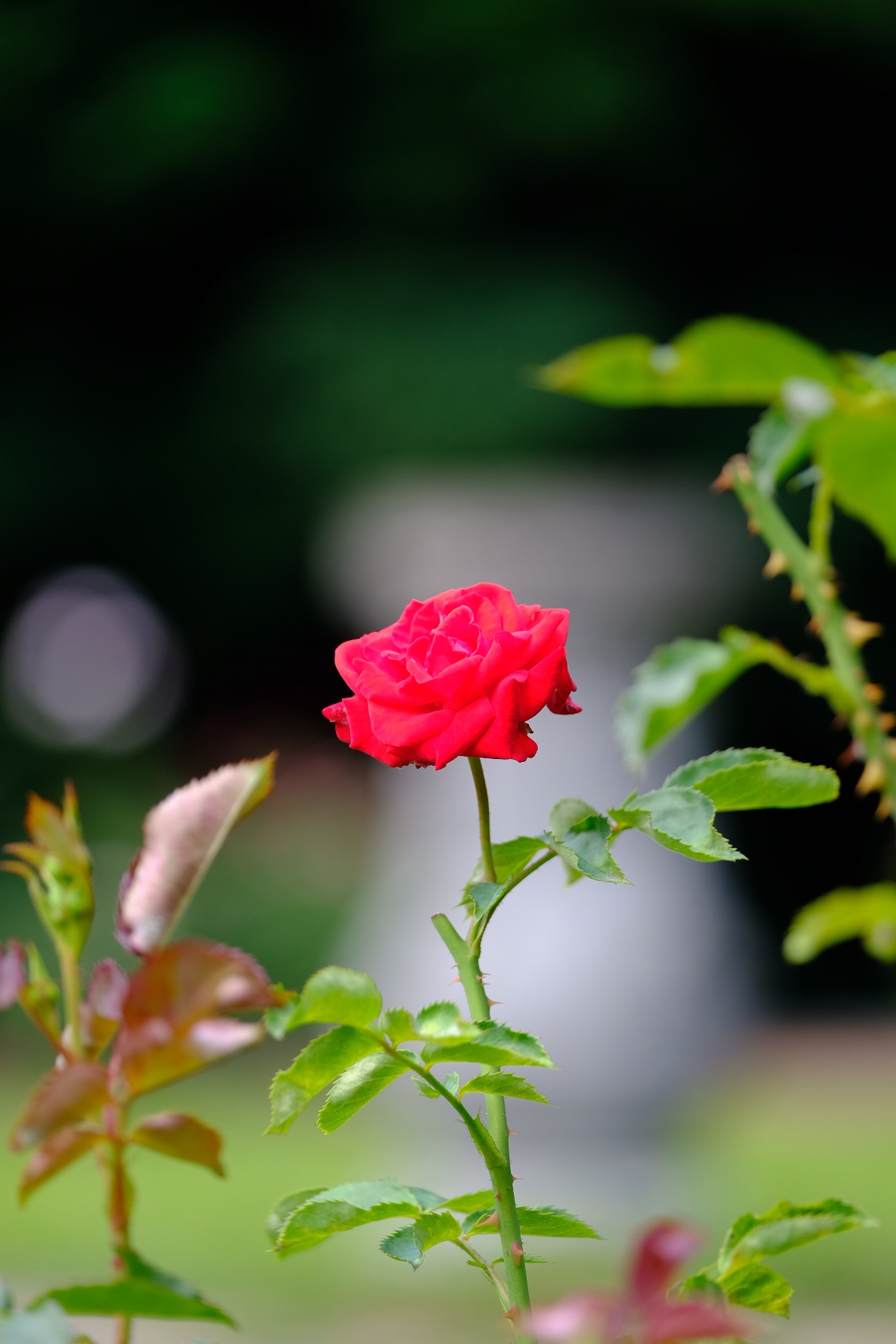 A little botanical garden - My, The photo, Japan, Longpost