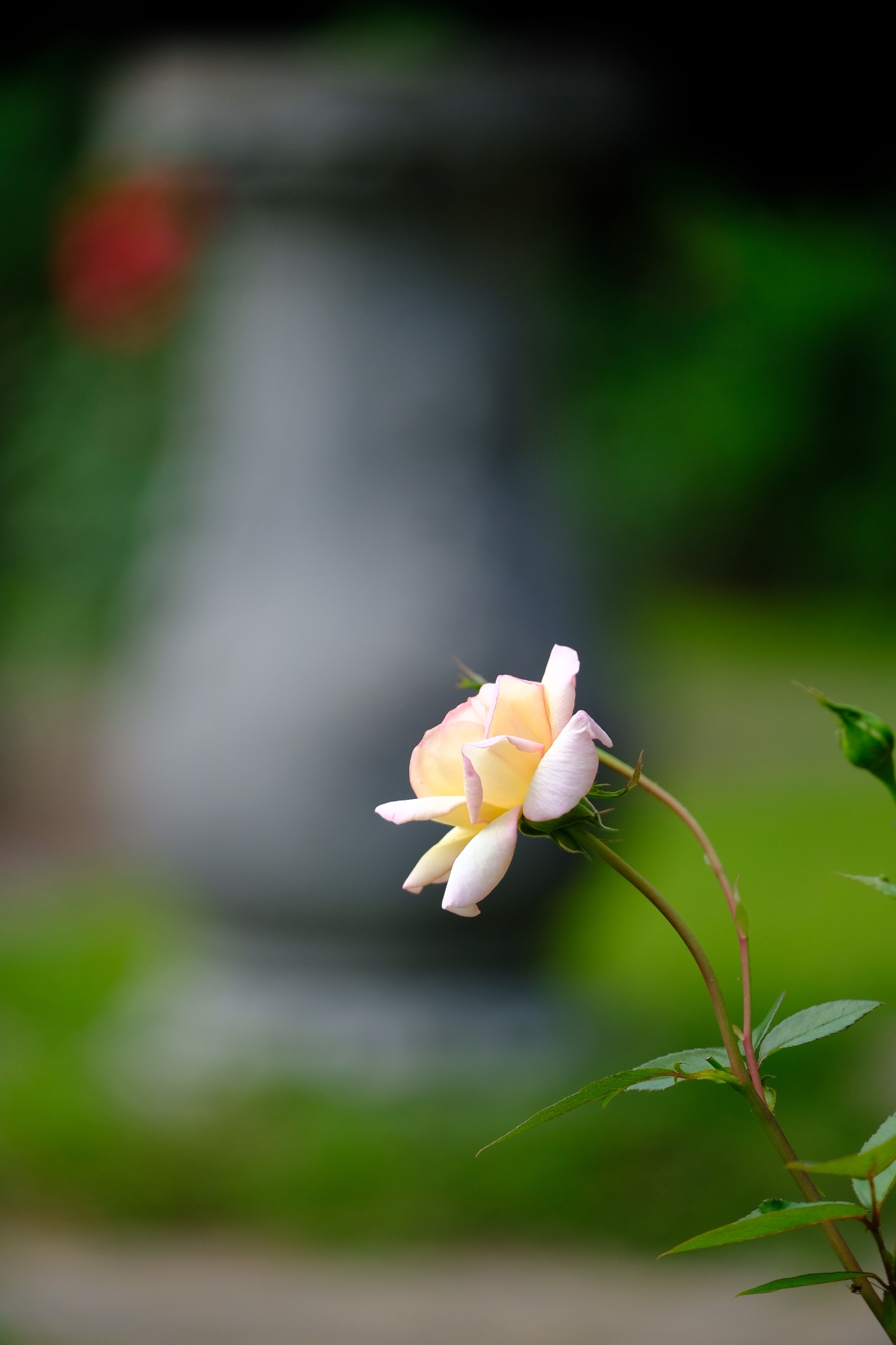 A little botanical garden - My, The photo, Japan, Longpost