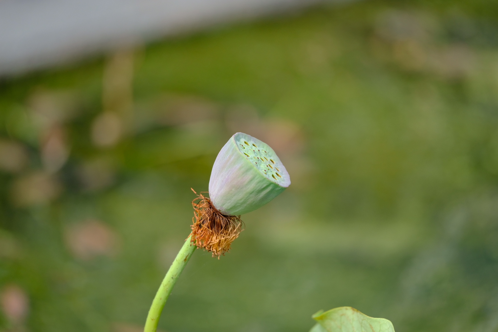 A little botanical garden - My, The photo, Japan, Longpost