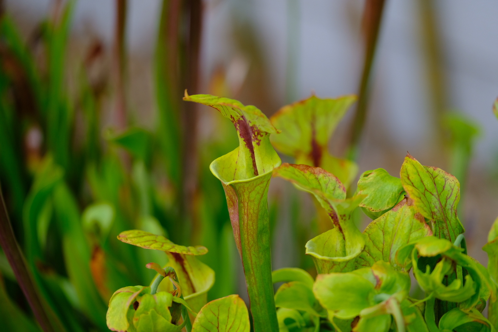 A little botanical garden - My, The photo, Japan, Longpost