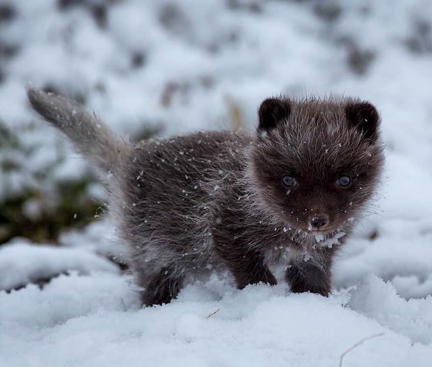 When you are still very small ^.^ - Fox, Arctic fox, Animals, Milota, Fyr