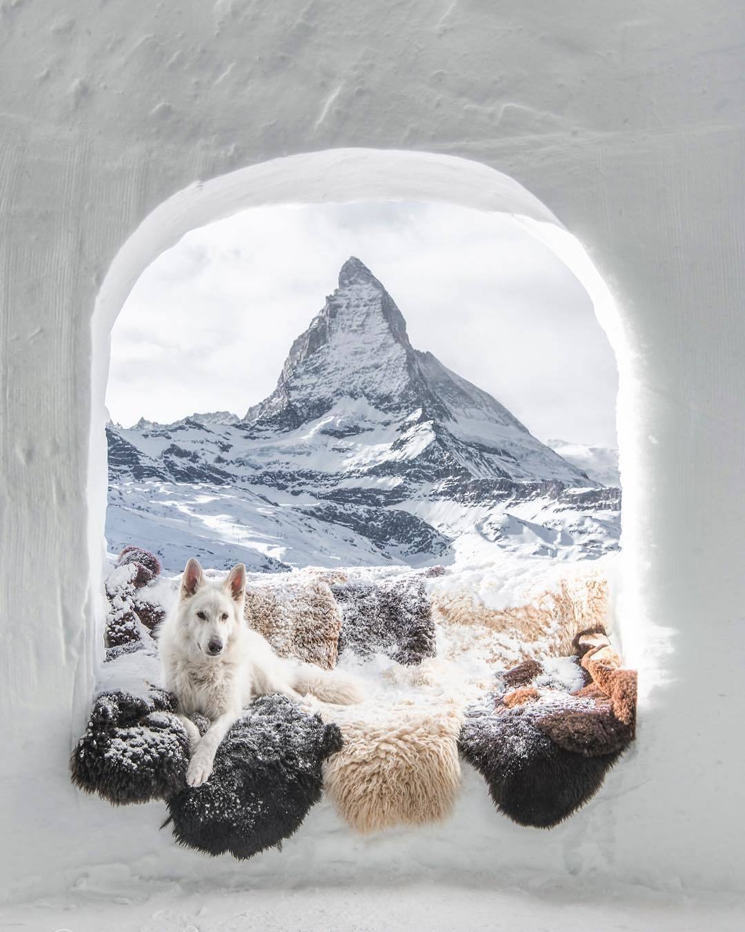 Good view from the window - The photo, Switzerland, The mountains, Dog