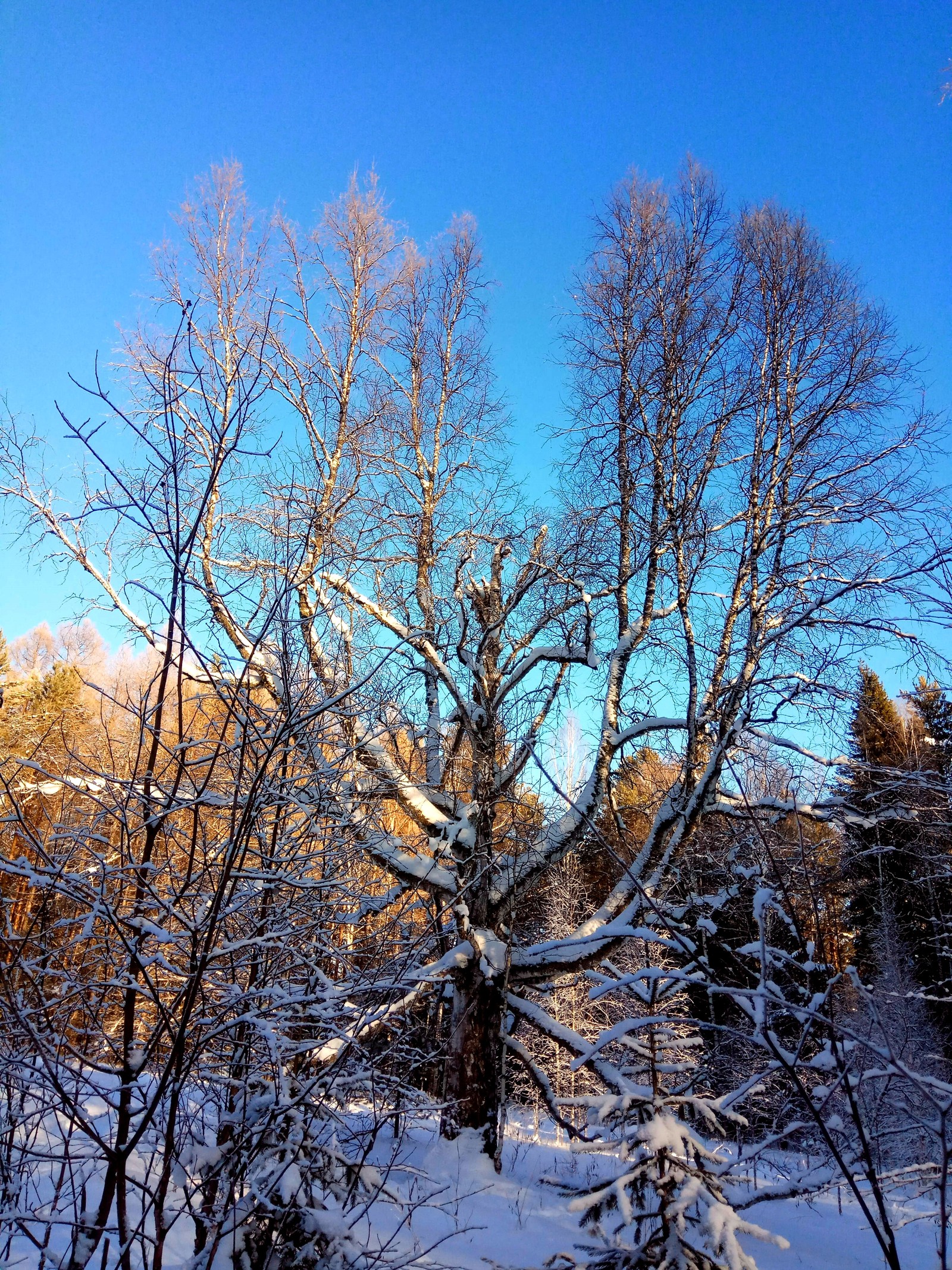 Deer streams - a snowy fairy tale. - My, Ural, deer streams, Winter, beauty, The photo, Video, Longpost