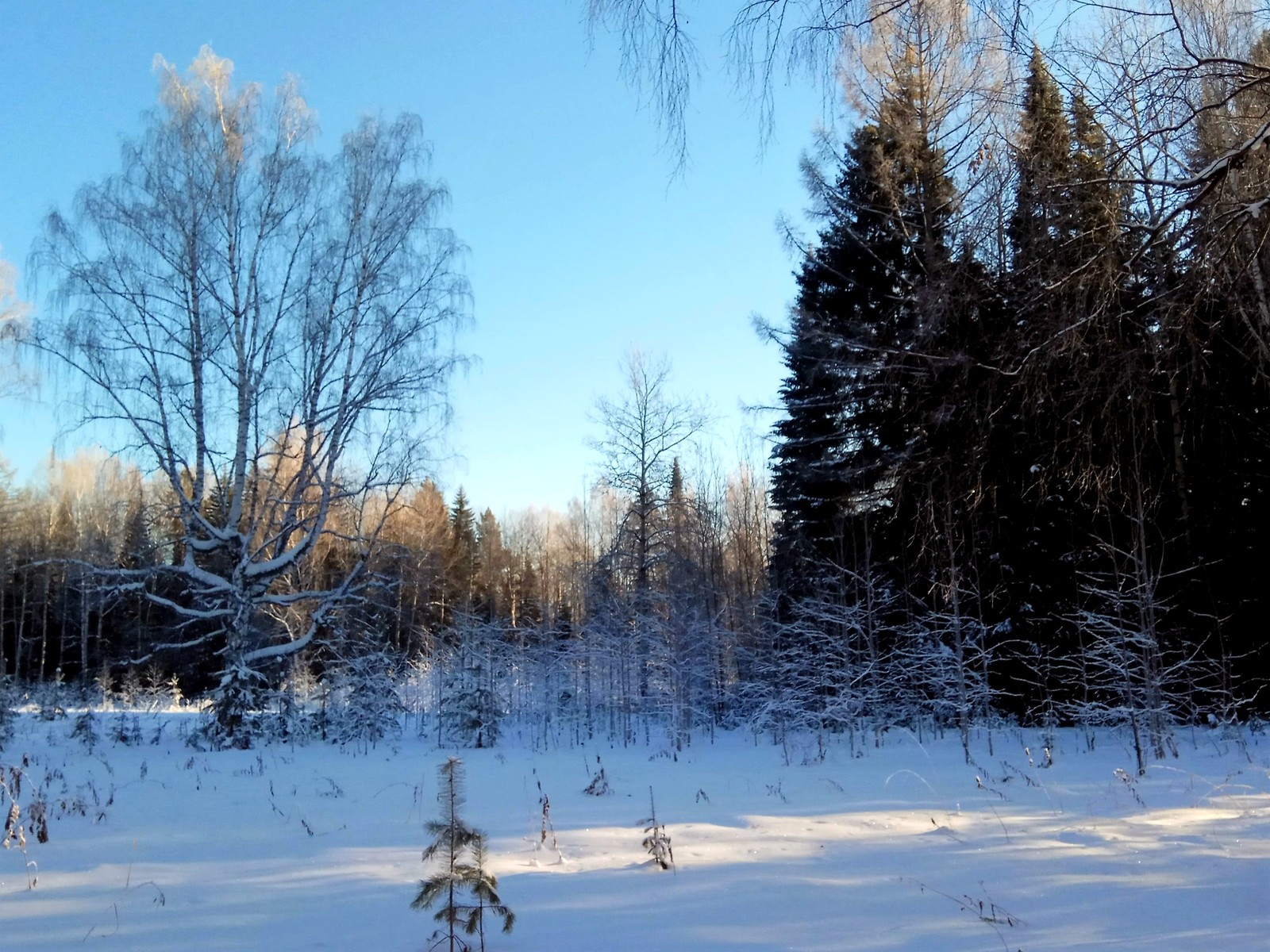 Deer streams - a snowy fairy tale. - My, Ural, deer streams, Winter, beauty, The photo, Video, Longpost