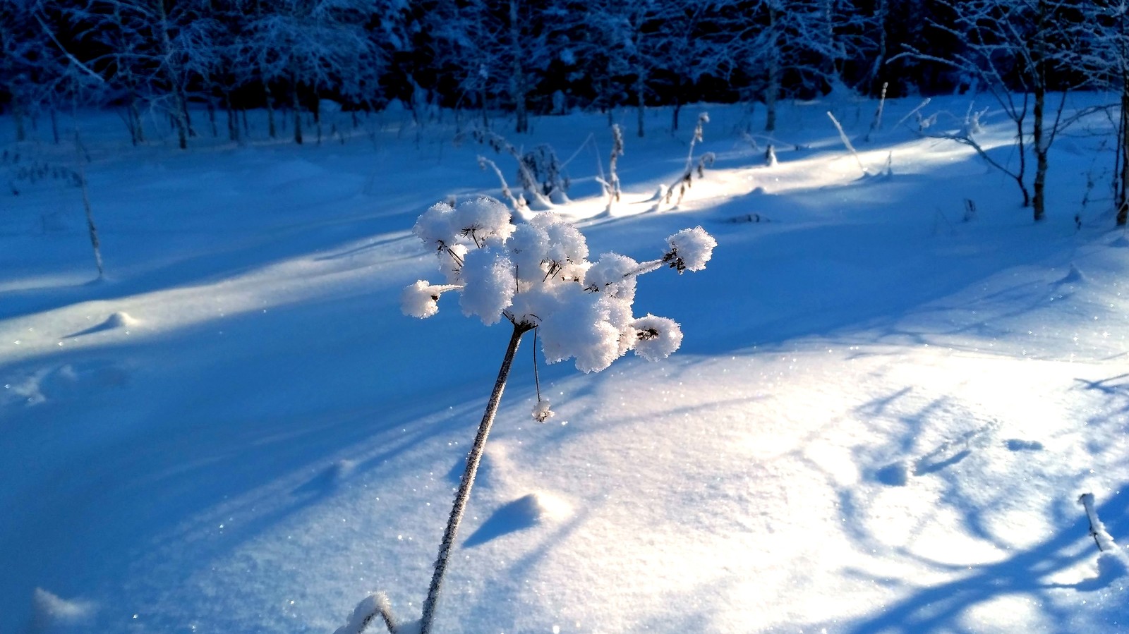 Deer streams - a snowy fairy tale. - My, Ural, deer streams, Winter, beauty, The photo, Video, Longpost